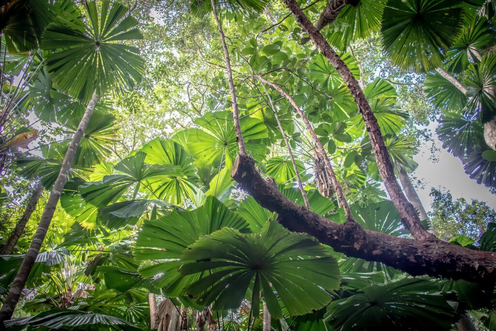 Queensland rainforest