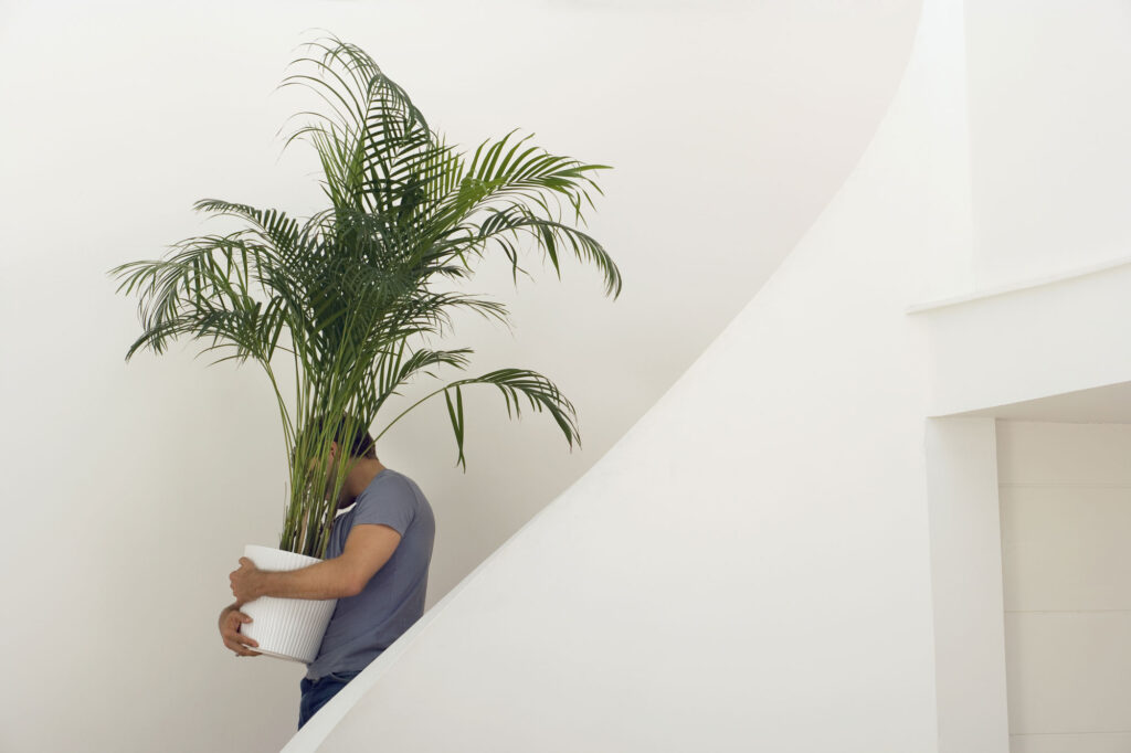 Man moving house carrying large pot plant
