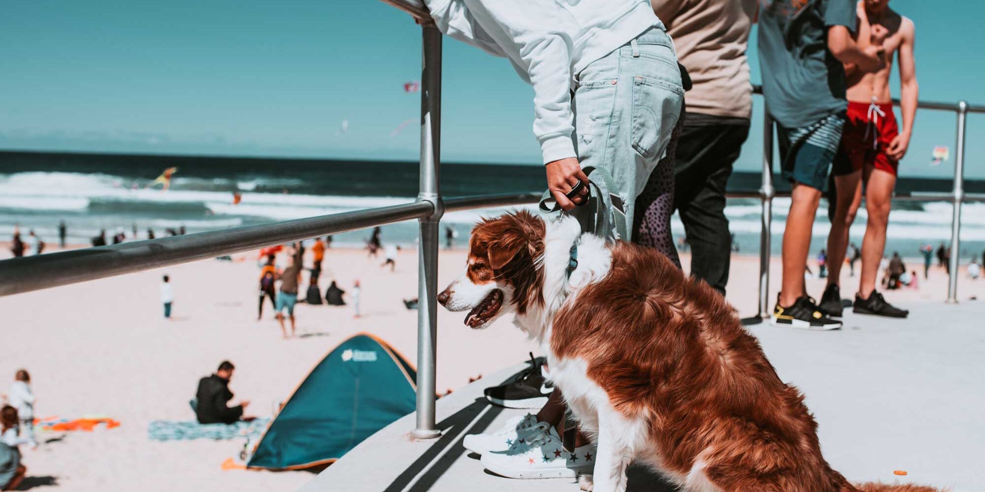 dog on Bondi Beach